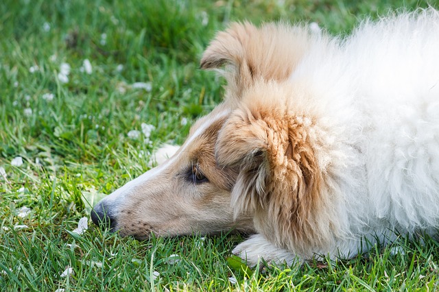 怎么治疗脓皮病宠物犬？