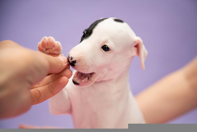 宠物犬务必注射什么预苗才能维持身心健康？