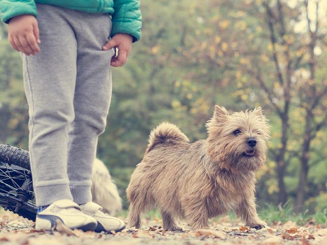 一、犬细小病毒感染