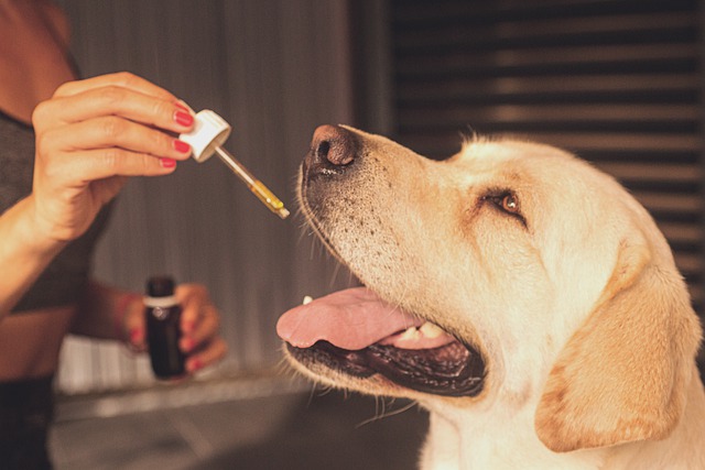 宠物犬务必接种疫苗吗？为了维护他们健康，接种疫苗也是必须的吗？