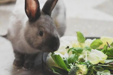 养宠物兔的注意事项：哪些食物适宜喂食？