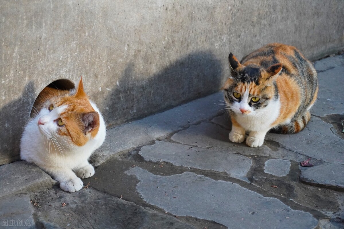 同是猫猫，为何三花猫的遗弃率较高呢？