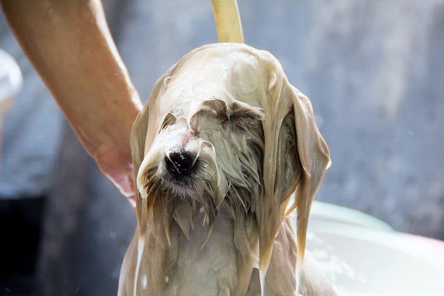 小狗不能洗澡，幼犬不能沐浴