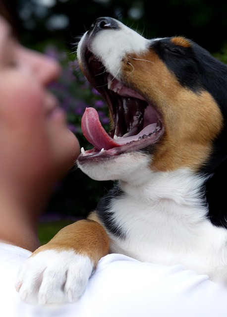 四、犬狂犬病