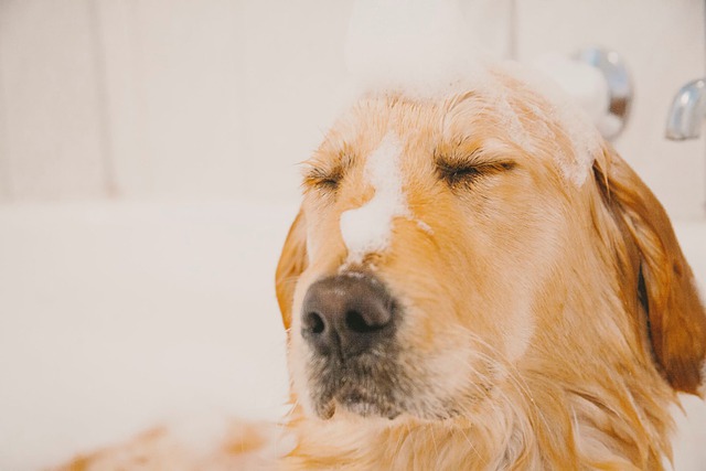 宠物犬呕吐腹泻该怎么办？彻底解决小狗消化吸收难题的有效手段！