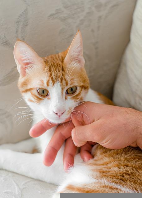 小宠物猫抓伤出血该怎么办？解决猫咪伤口活血的有效手段和防范措施！