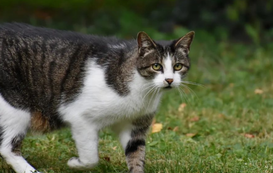 猫咪健康“饮食”小窍门，你知道几个？