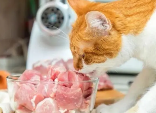 为什么不要给猫吃猪肉