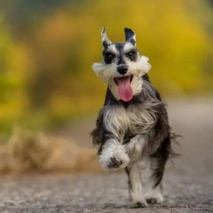 关于犬瘟热的早期症状有哪些?