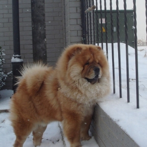 松狮犬瘟热的症状和治疗