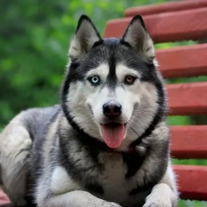 比熊犬糖尿病的症状及病因