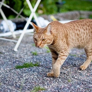 猫咪杯状病毒的症状表现与治疗方法