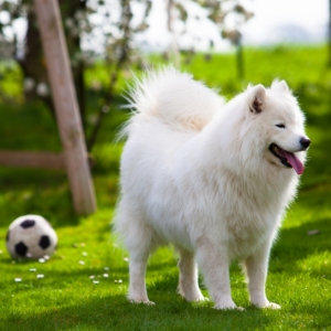 萨摩耶犬犬瘟热防治指南