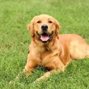 如何预防和治疗金毛犬犬瘟热：专家建议