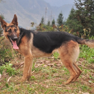 昆明犬犬瘟热的预防与应对：症状、治疗及预防指南