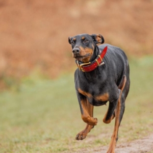 杜宾犬犬瘟热的预防与应对——症状、治疗及预防措施全解析 ...