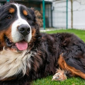 伯恩山犬应对犬瘟热的防治与护理指南：了解症状与应对措施的重要性 ...