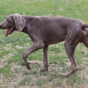 魏玛猎犬犬瘟热防治指南：了解、预防与治疗犬瘟热的重要性 ...