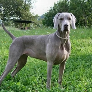 威玛猎犬犬瘟热的预防与应对：犬瘟热治疗及护理指南