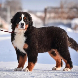 伯恩山犬犬瘟热的预防与应对指南：了解症状、诊断与治疗方法 ...