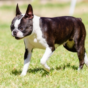 波士顿梗犬遭遇瘟热危机：深度解析与应对策略