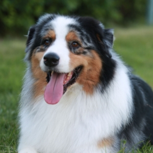 澳大利亚牧羊犬防范犬瘟热的防治指南与关键措施！