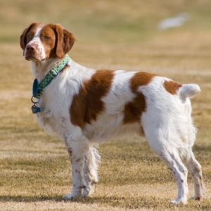 “布列塔尼猎犬犬瘟热的预防与应对：关键知识与指南”