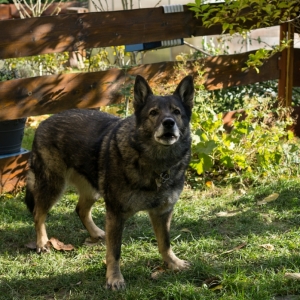 “捷克狼犬犬瘟热的防治与应对：全面了解及应对策略”