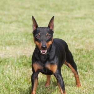 “迷你杜宾犬犬瘟热防治指南：了解、预防与治疗”