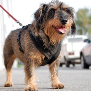 威尔士梗犬瘟热的预防与应对——全面指南