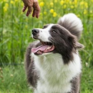 粗毛柯利犬犬瘟热的预防与应对指南——探索早期症状与解决方案 ...