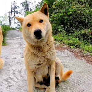 “田园犬犬瘟热的预防与应对：关键知识与措施”