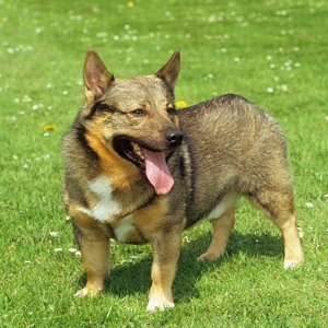 “瑞典瓦汉德犬犬瘟热的防治与应对策略”