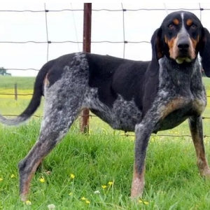 布鲁泰克浣熊猎犬如何应对犬瘟热的预防与护理策略