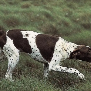 “指示犬犬瘟热的预防与识别：全方位指南”