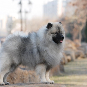 荷兰毛狮犬应对犬瘟热的防治策略与保护指南