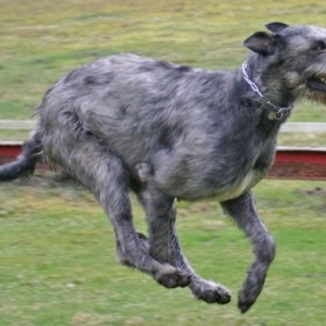 爱尔兰猎狼犬防范犬瘟热的关键措施与应对方案